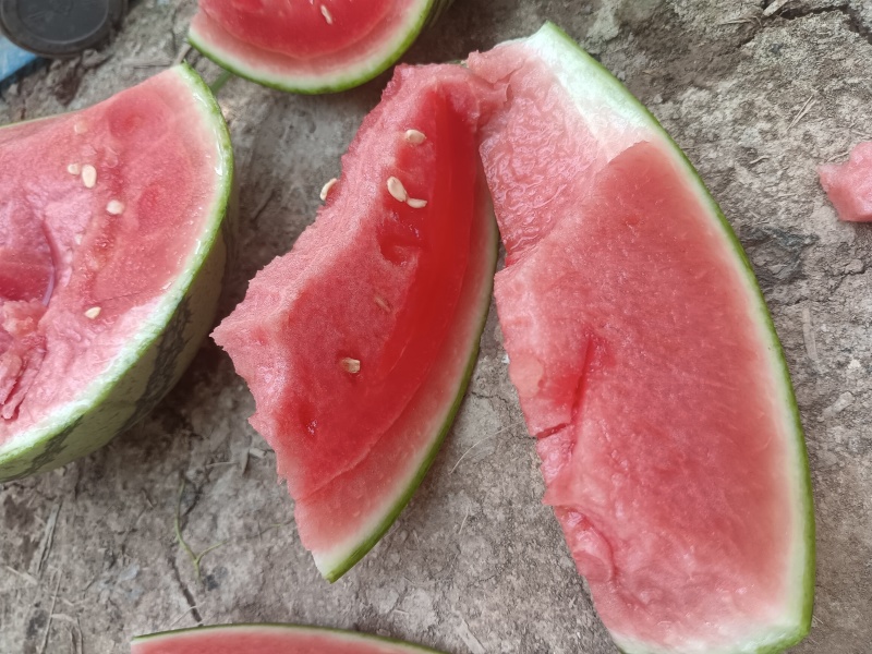大量供应陕西精品掉兰西瓜，需要的老板联系.