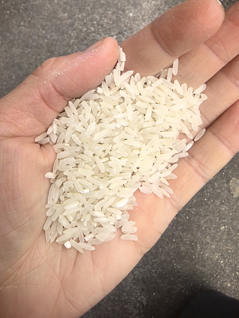 湖南本地泰优398新谷颗粒饱满干度好货源稳定