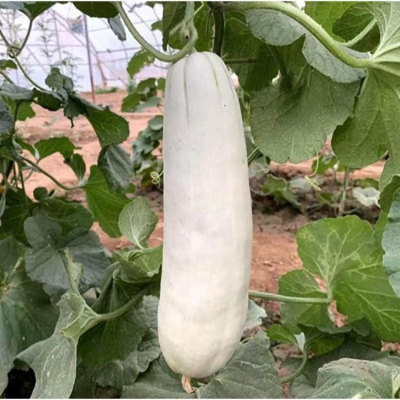 羊角蜜甜瓜大量上市中，全国可发，一条龙服务