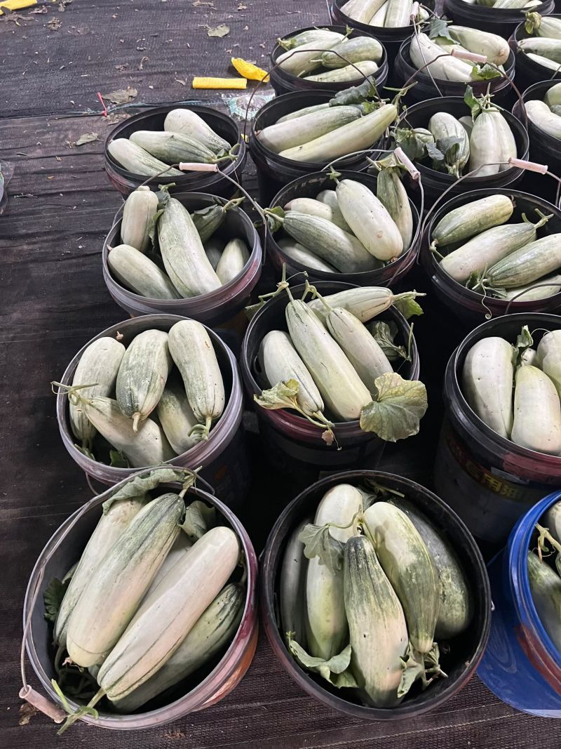羊角蜜甜瓜大量上市中，全国可发，一条龙服务