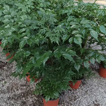 优质幸福树！货源充足，基地直发，量大从优