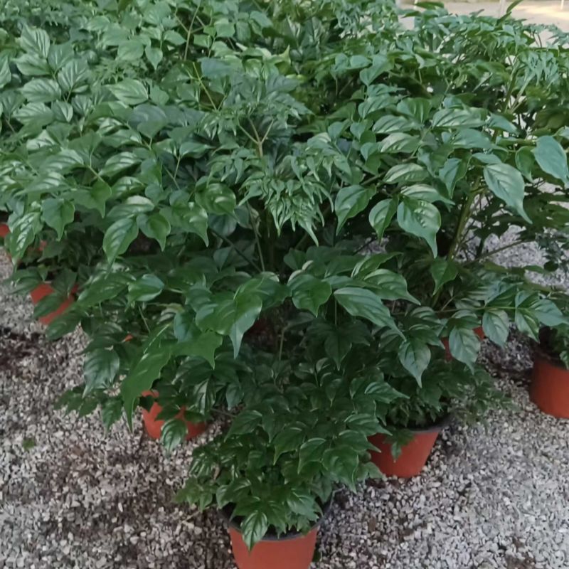 优质幸福树！货源充足，基地直发，量大从优