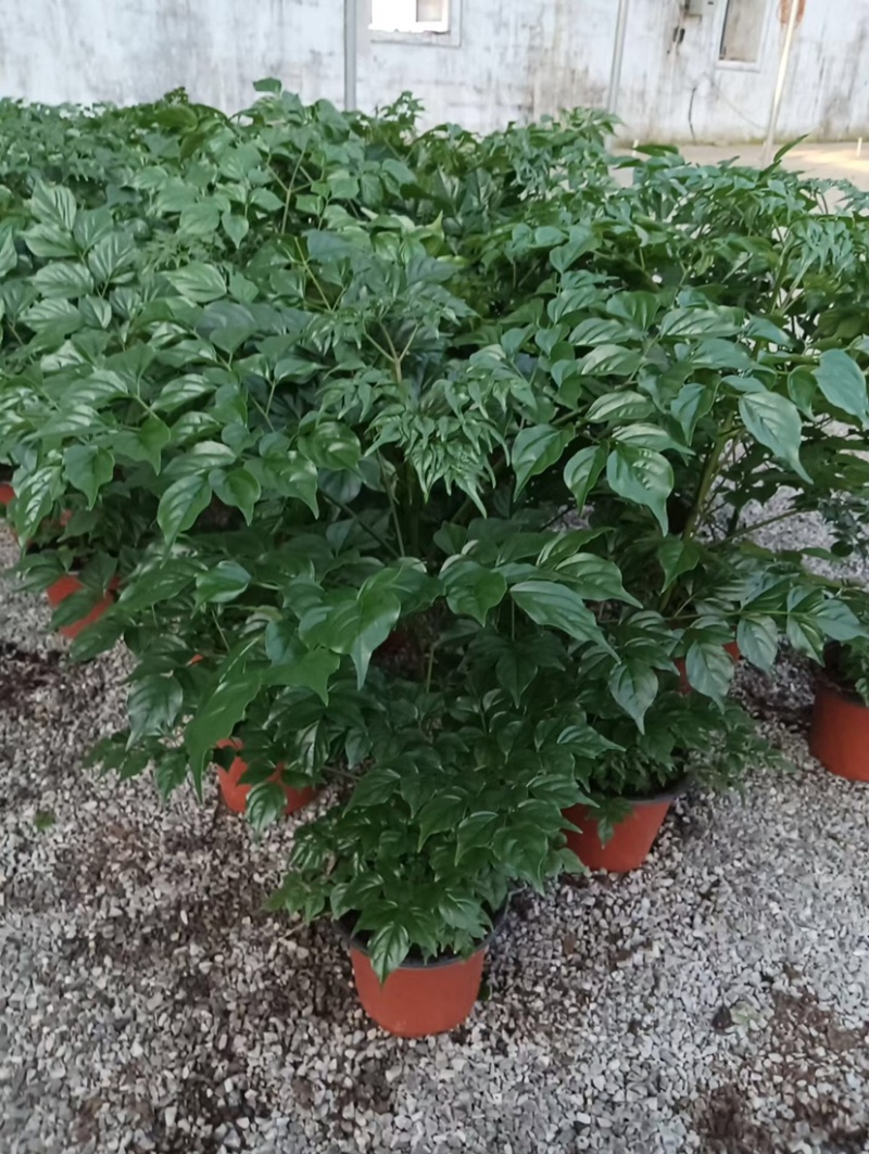 优质幸福树！货源充足，基地直发，量大从优