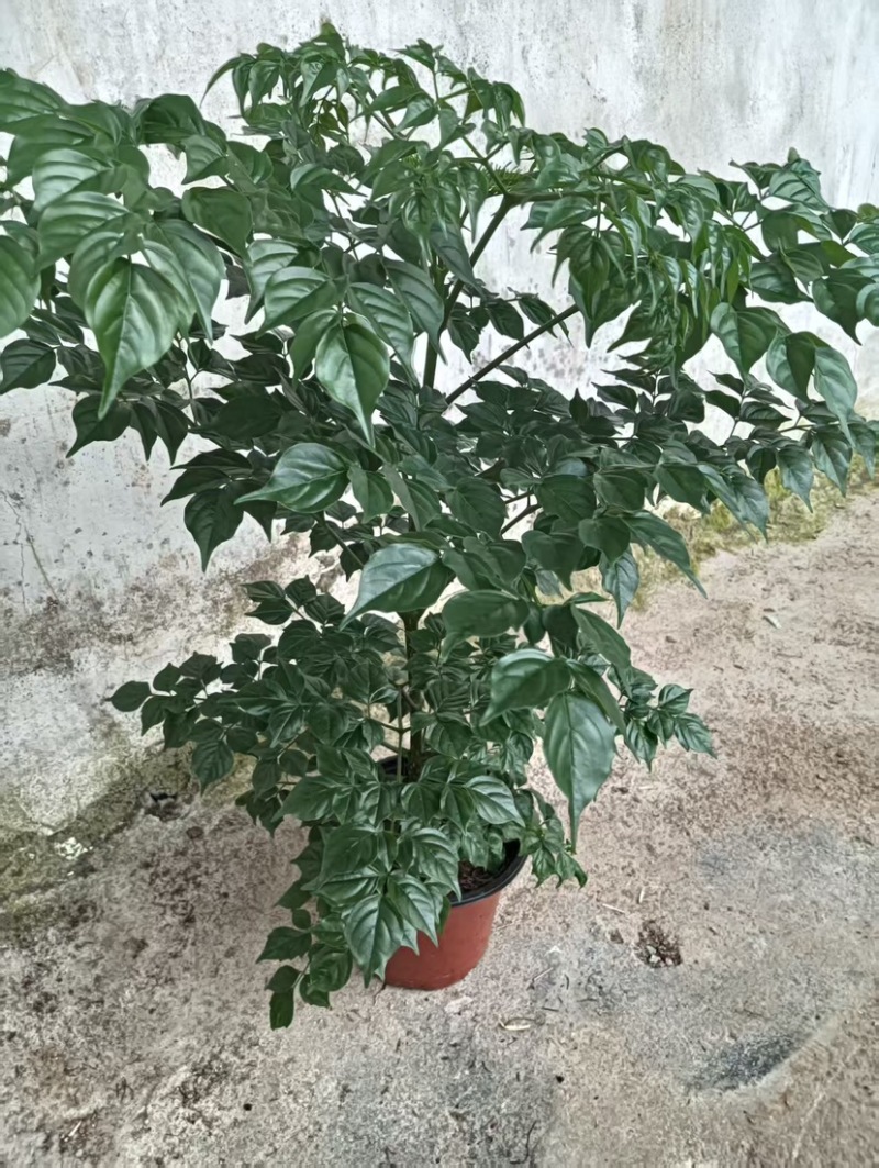优质幸福树！货源充足，基地直发，量大从优