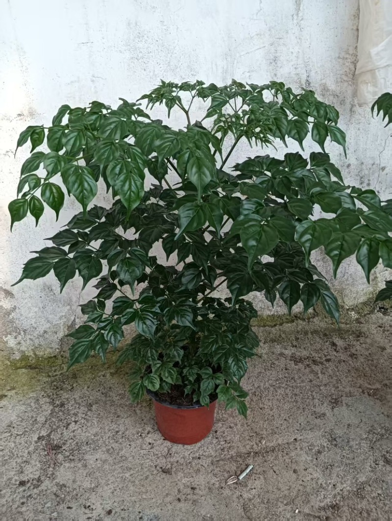优质幸福树！货源充足，基地直发，量大从优