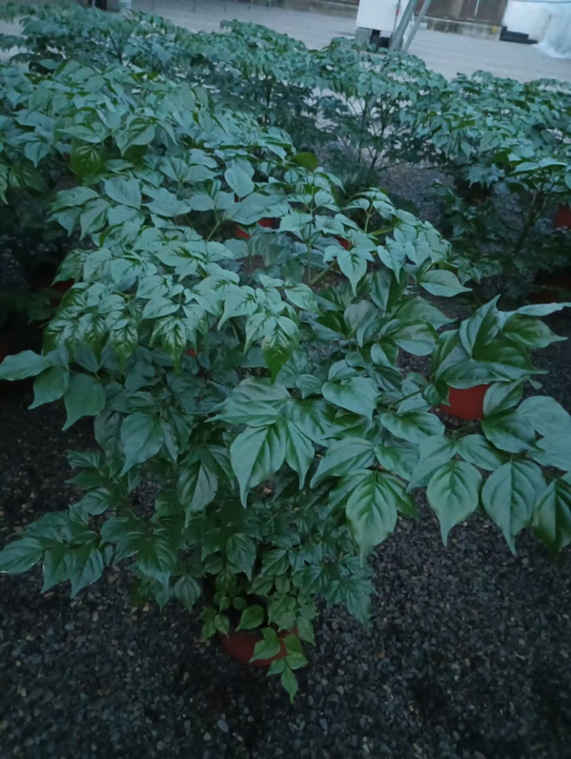 优质幸福树！货源充足，基地直发，量大从优