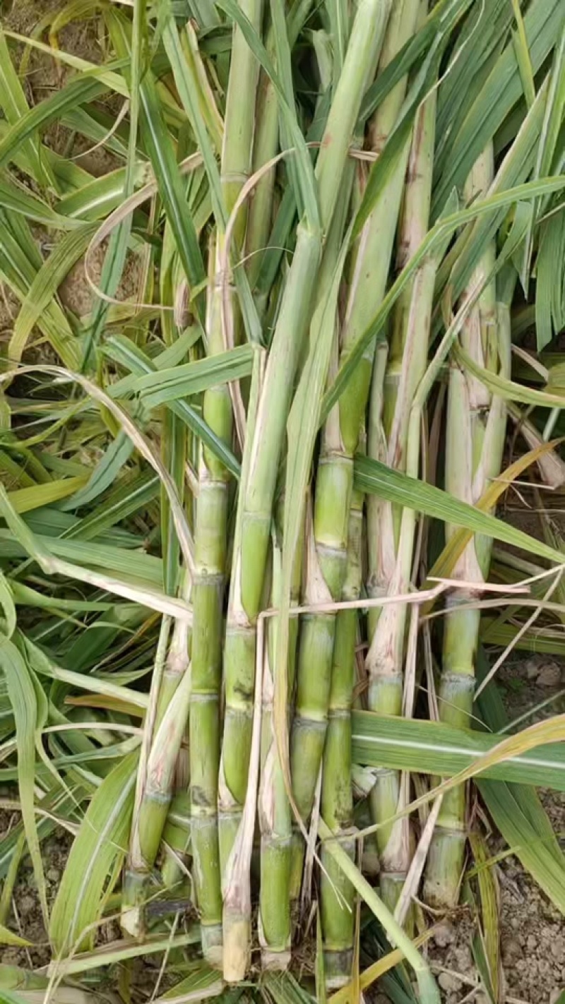 青皮甘蔗种茎苗广东粤翠一代脱毒种茎苗粗度3-4厘米