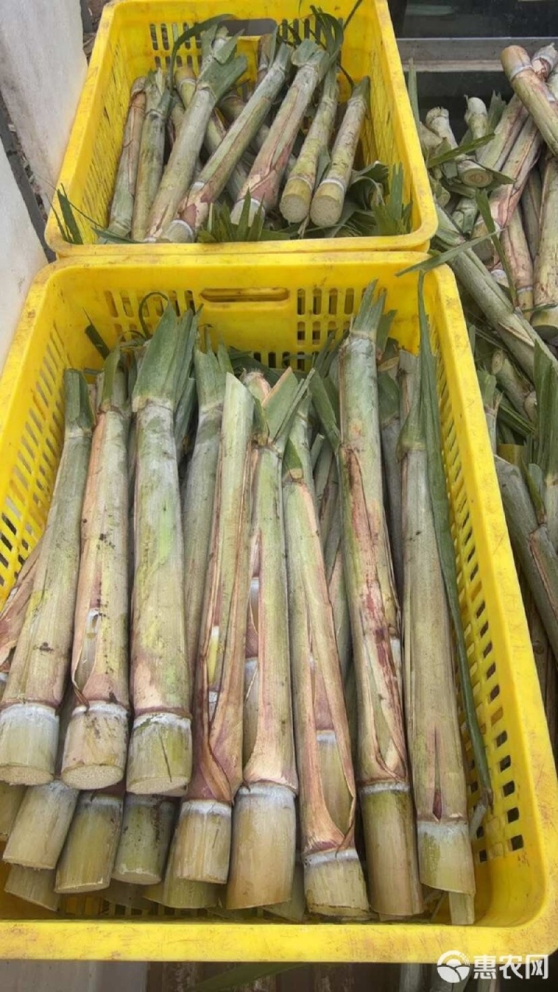 青皮甘蔗种茎苗广东粤翠一代脱毒种茎苗粗度3-4厘米
