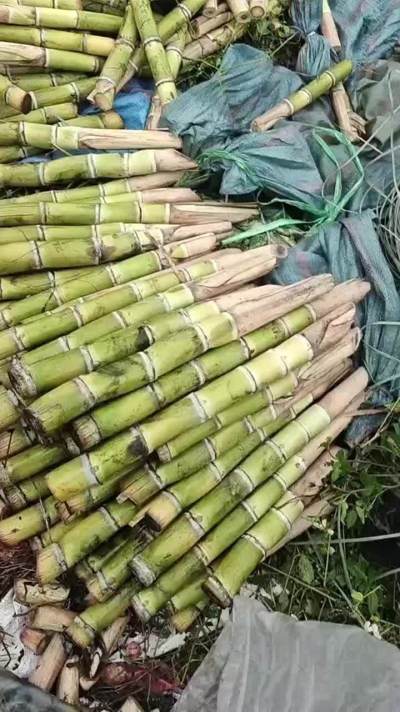 青皮甘蔗种茎苗广东粤翠一代脱毒种茎苗粗度3-4厘米