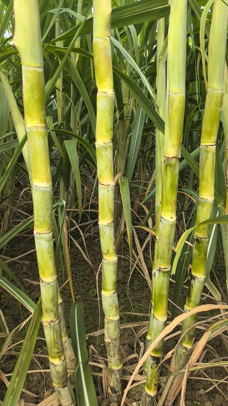 青皮甘蔗种茎苗广东粤翠一代脱毒种茎苗粗度3-4厘米