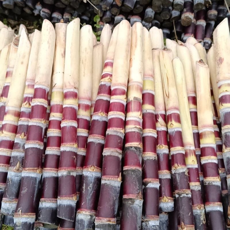 黑皮甘蔗种茎苗粤翠一代甘蔗种茎苗粗度3-4厘米