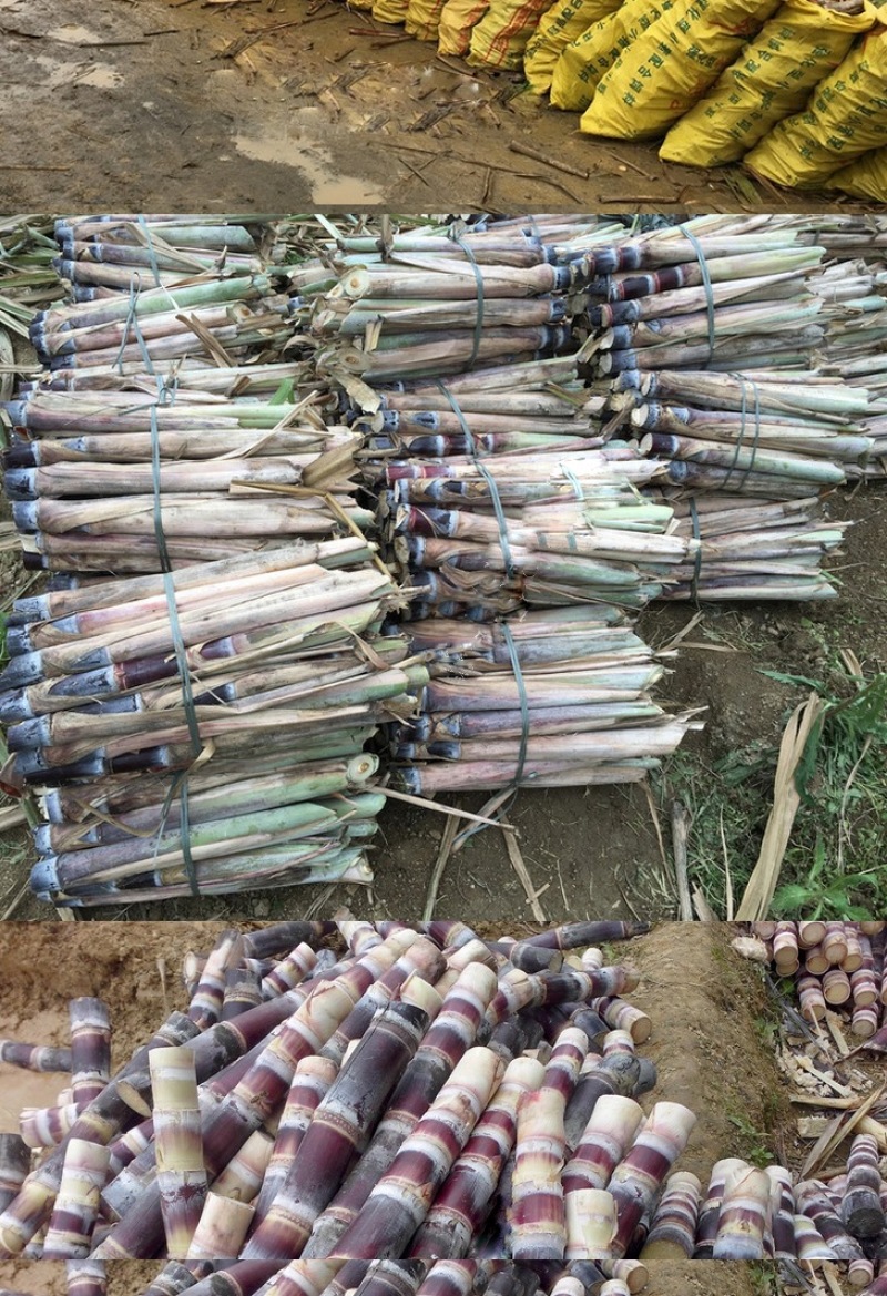 黑皮甘蔗种茎苗粤翠一代甘蔗种茎苗粗度3-4厘米