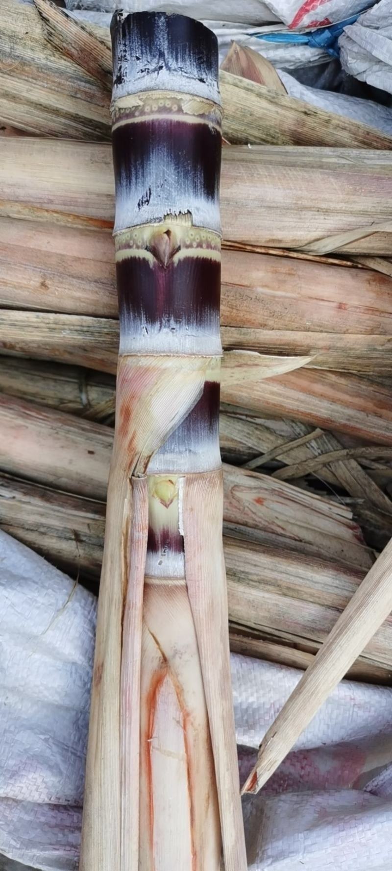 黑皮甘蔗种茎苗粤翠一代甘蔗种茎苗粗度3-4厘米
