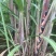 黑皮甘蔗种茎苗粤翠一代甘蔗种茎苗粗度3-4厘米