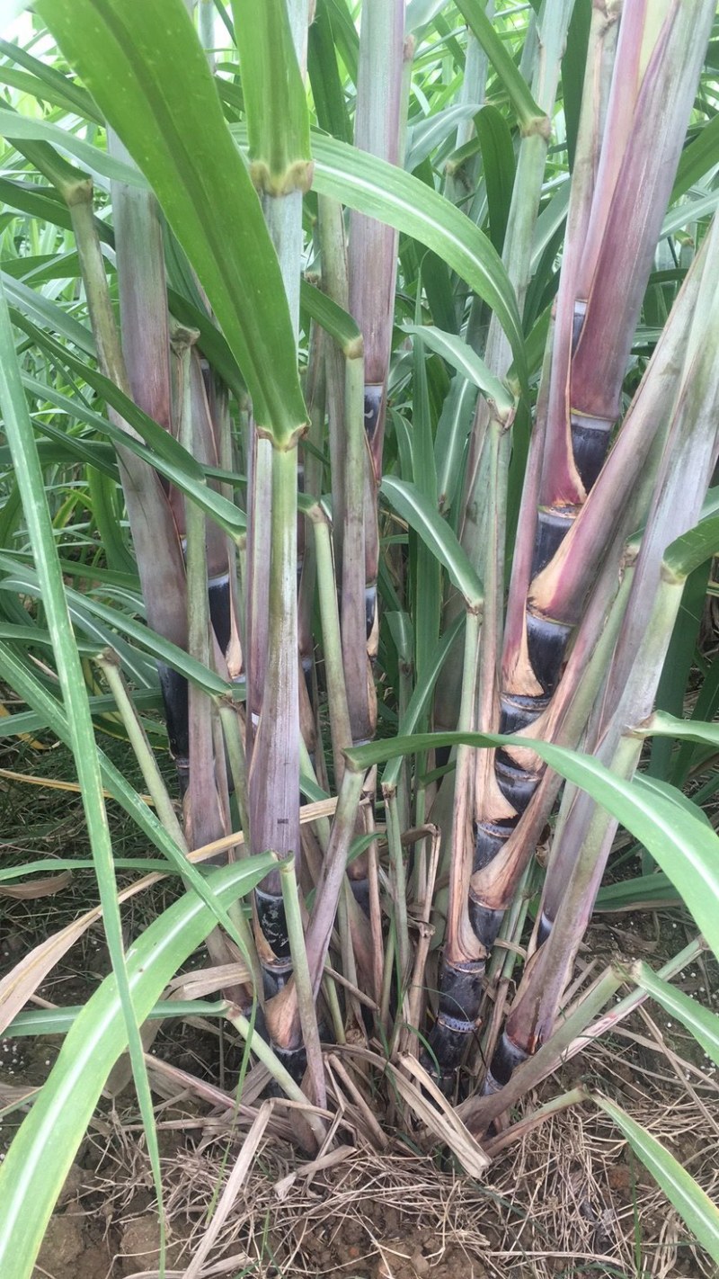 黑皮甘蔗种茎苗粤翠一代甘蔗种茎苗粗度3-4厘米