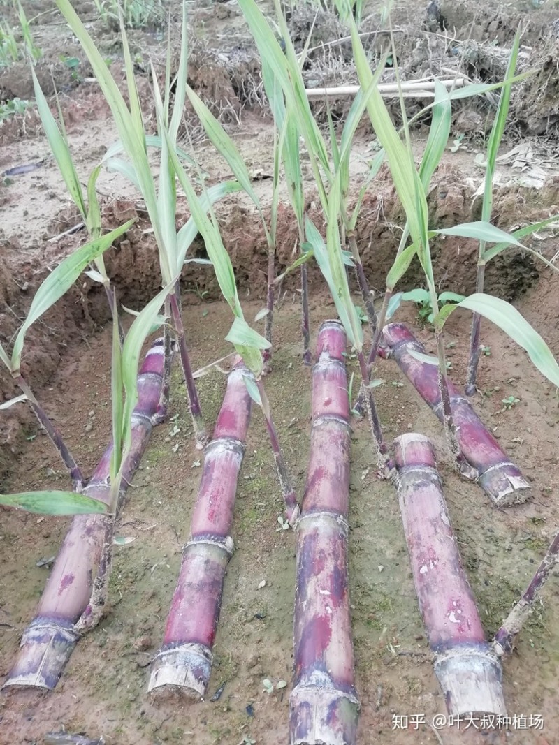 黑皮甘蔗种茎苗粤翠一代甘蔗种茎苗粗度3-4厘米