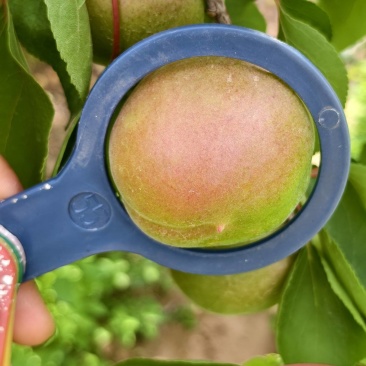 丰源红杏
