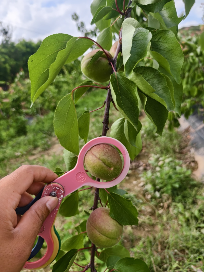 丰源红杏