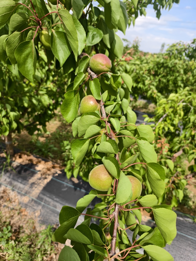 丰源红杏