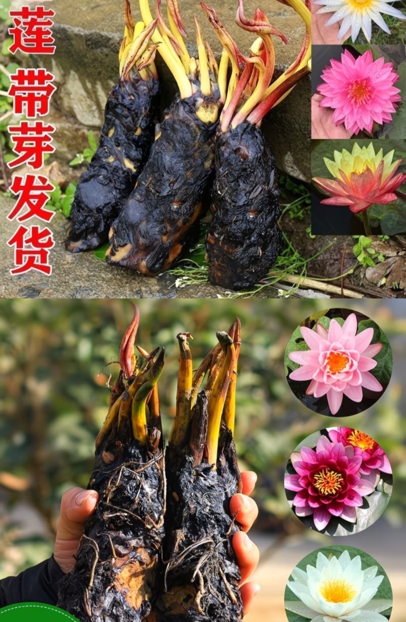 江苏水生植物睡莲，基地直发各种水生植物
