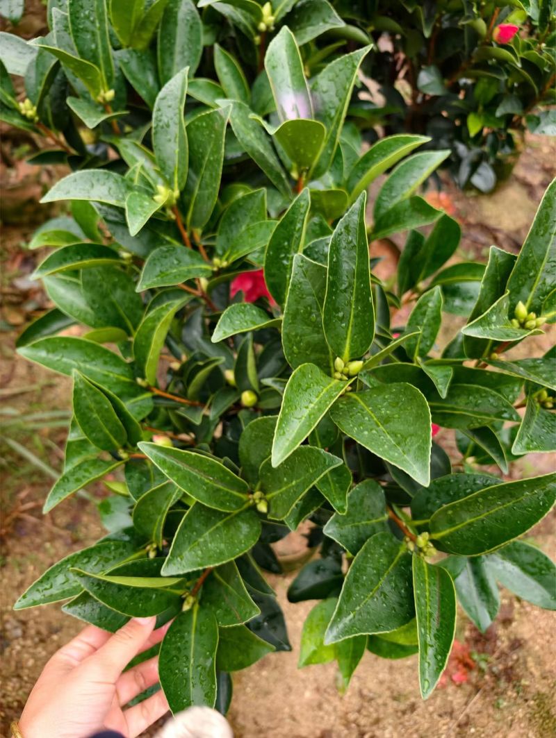 茶花
