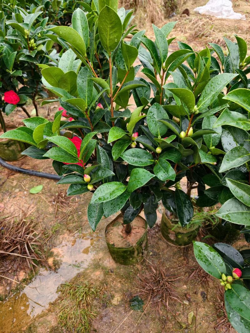 茶花