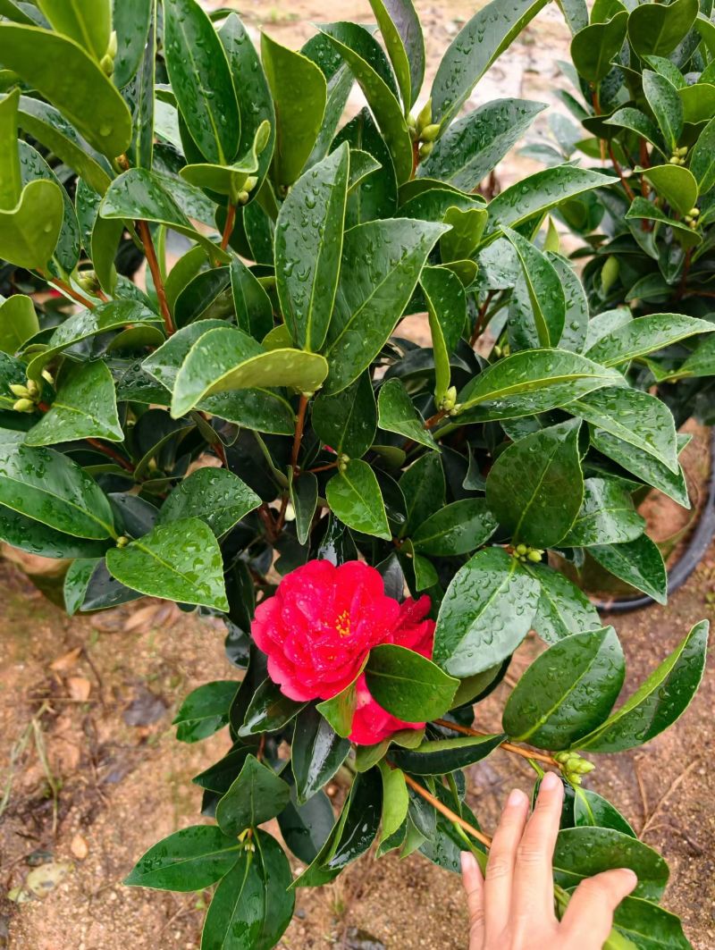 茶花