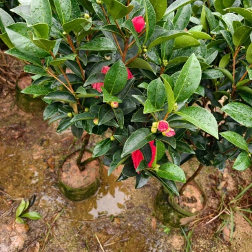茶花