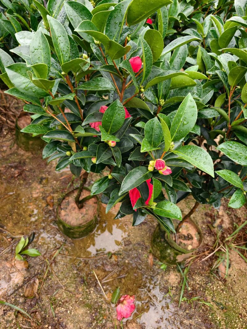 茶花