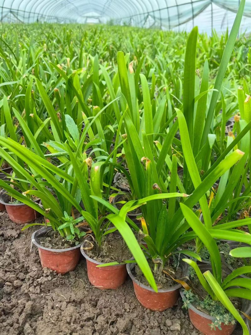 观花植物百子莲120杯、1加仑，基地有量，欢迎来一亩田订