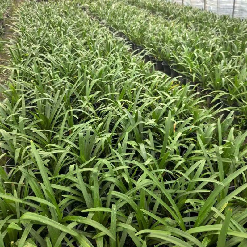 观花植物百子莲120杯、1加仑，基地有量，欢迎来一亩田订