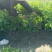 瓜子黄杨小毛球高度40cm，基地有量，欢迎来一亩田订购。