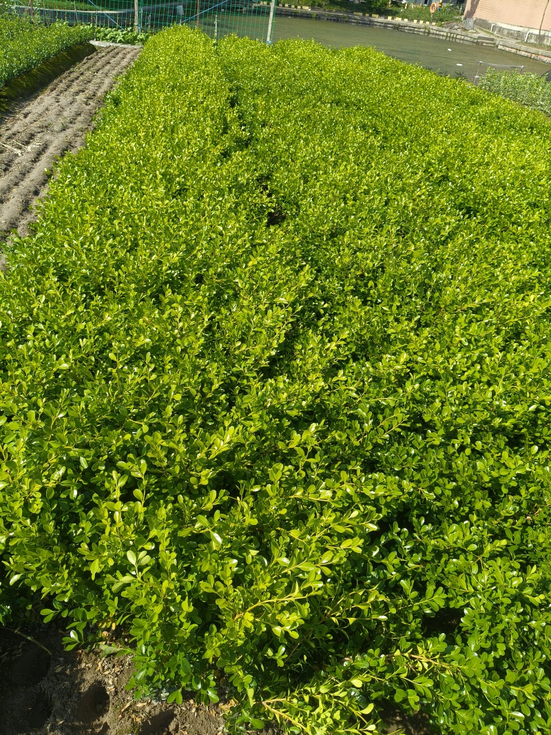 瓜子黄杨小毛球高度40cm，基地有量，欢迎来一亩田订购。