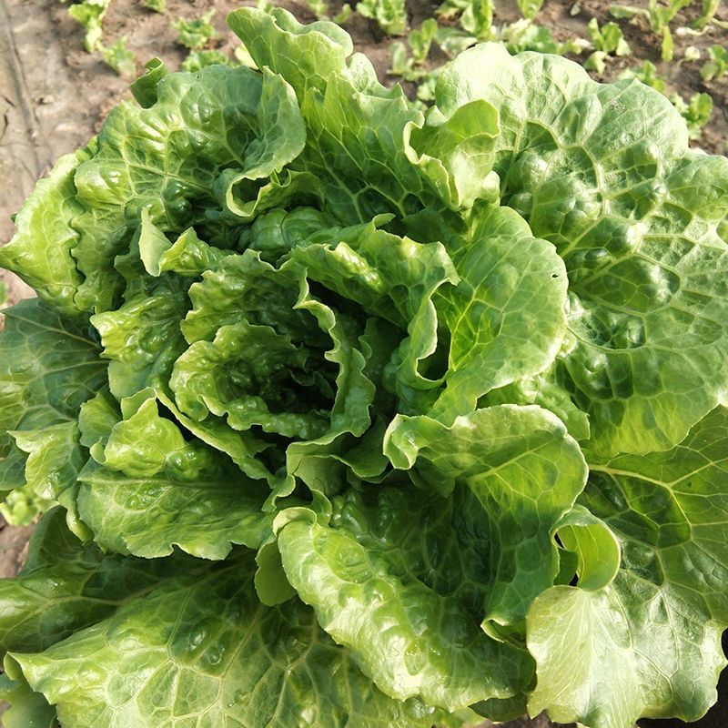 意泰利5号散叶半结球生菜种子浓绿叶绿帮耐热耐湿耐抽苔生菜