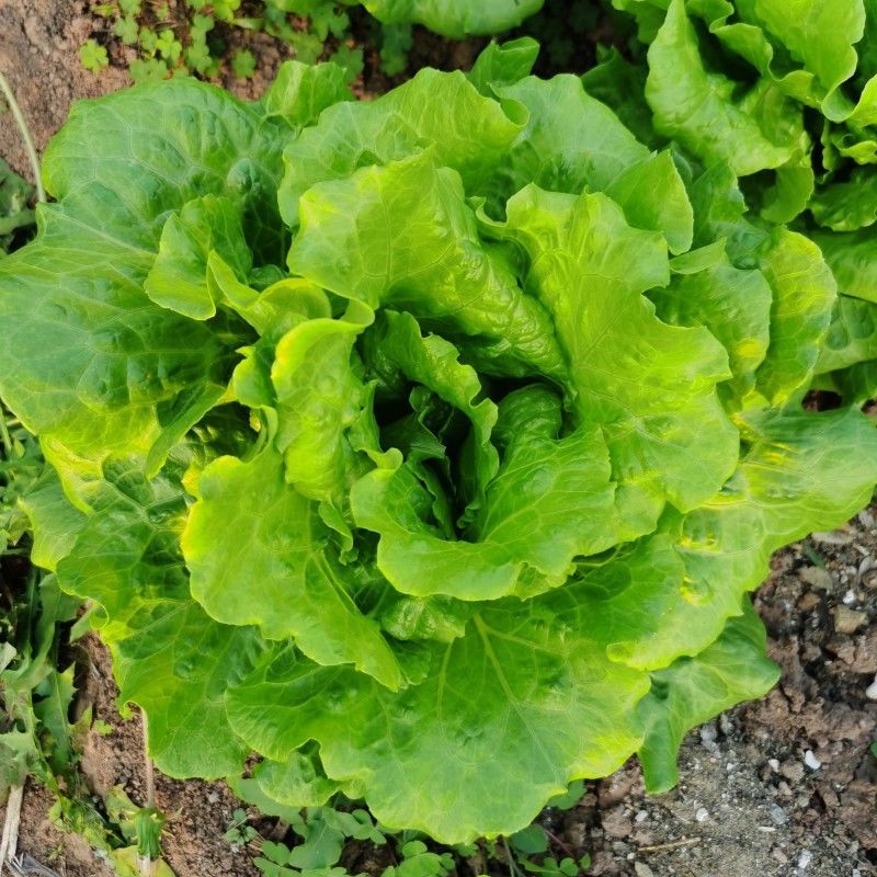 意泰利5号散叶半结球生菜种子浓绿叶绿帮耐热耐湿耐抽苔生菜