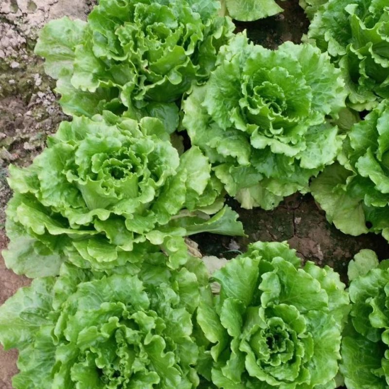 意泰利5号散叶半结球生菜种子浓绿叶绿帮耐热耐湿耐抽苔生菜