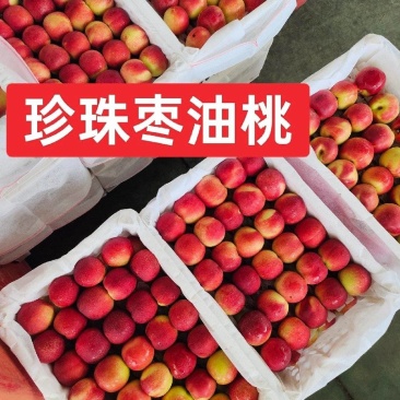 湖北枣蜜桃珍珠枣8号油桃大量上市日供5万起