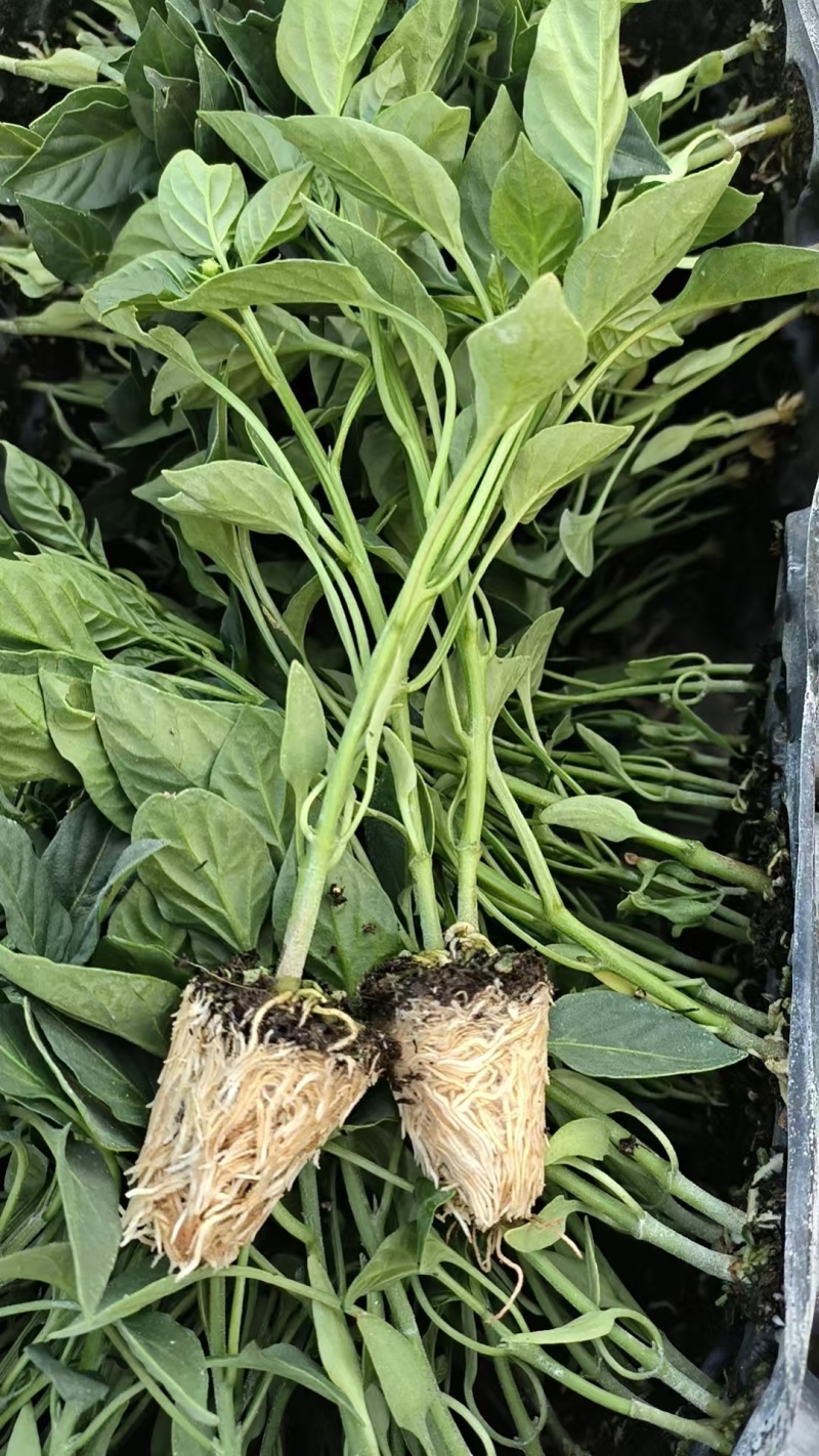 各种蔬菜苗
