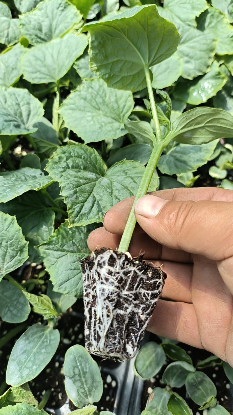 各种蔬菜苗