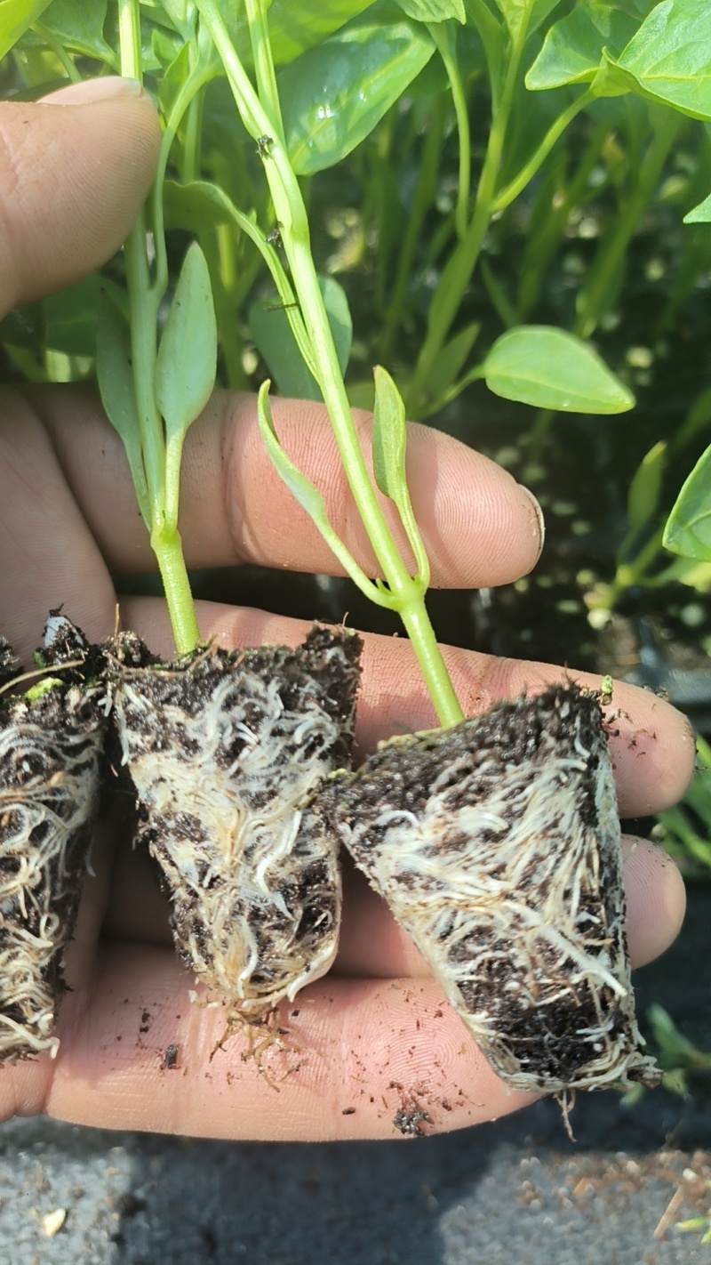 各种蔬菜苗
