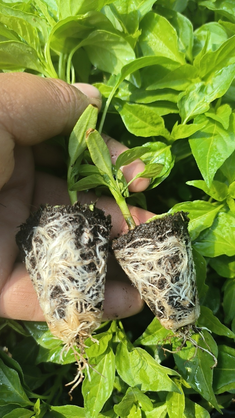 各种蔬菜苗