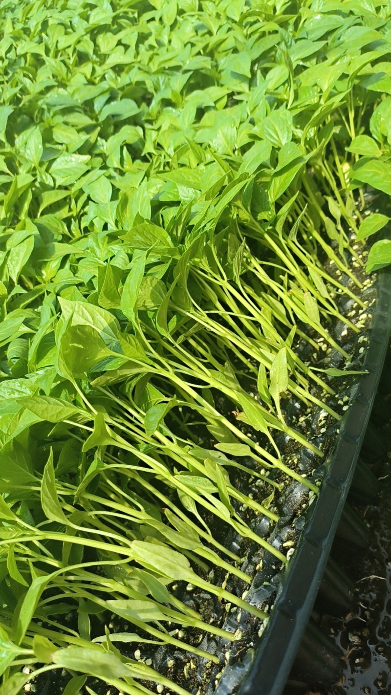 各种蔬菜苗