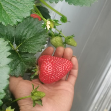 夏季蒙特瑞草莓