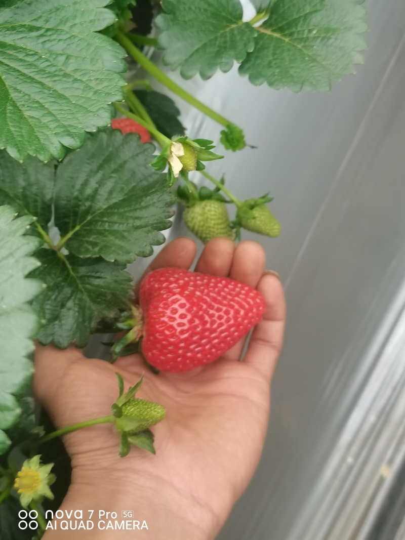 夏季蒙特瑞草莓