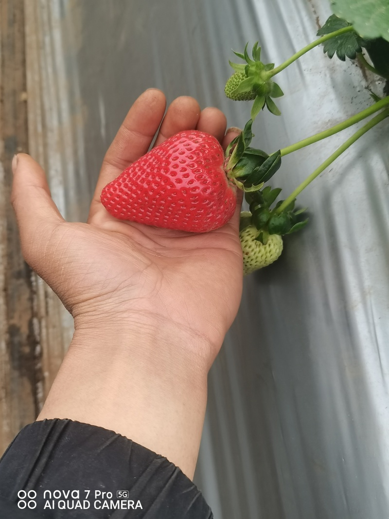 夏季蒙特瑞草莓