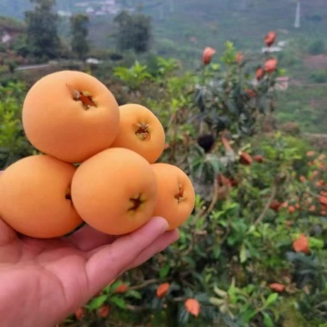 资阳枇杷大量上市