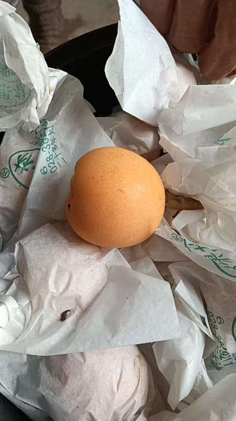 资阳枇杷大量上市