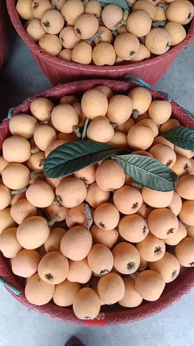 资阳枇杷大量上市