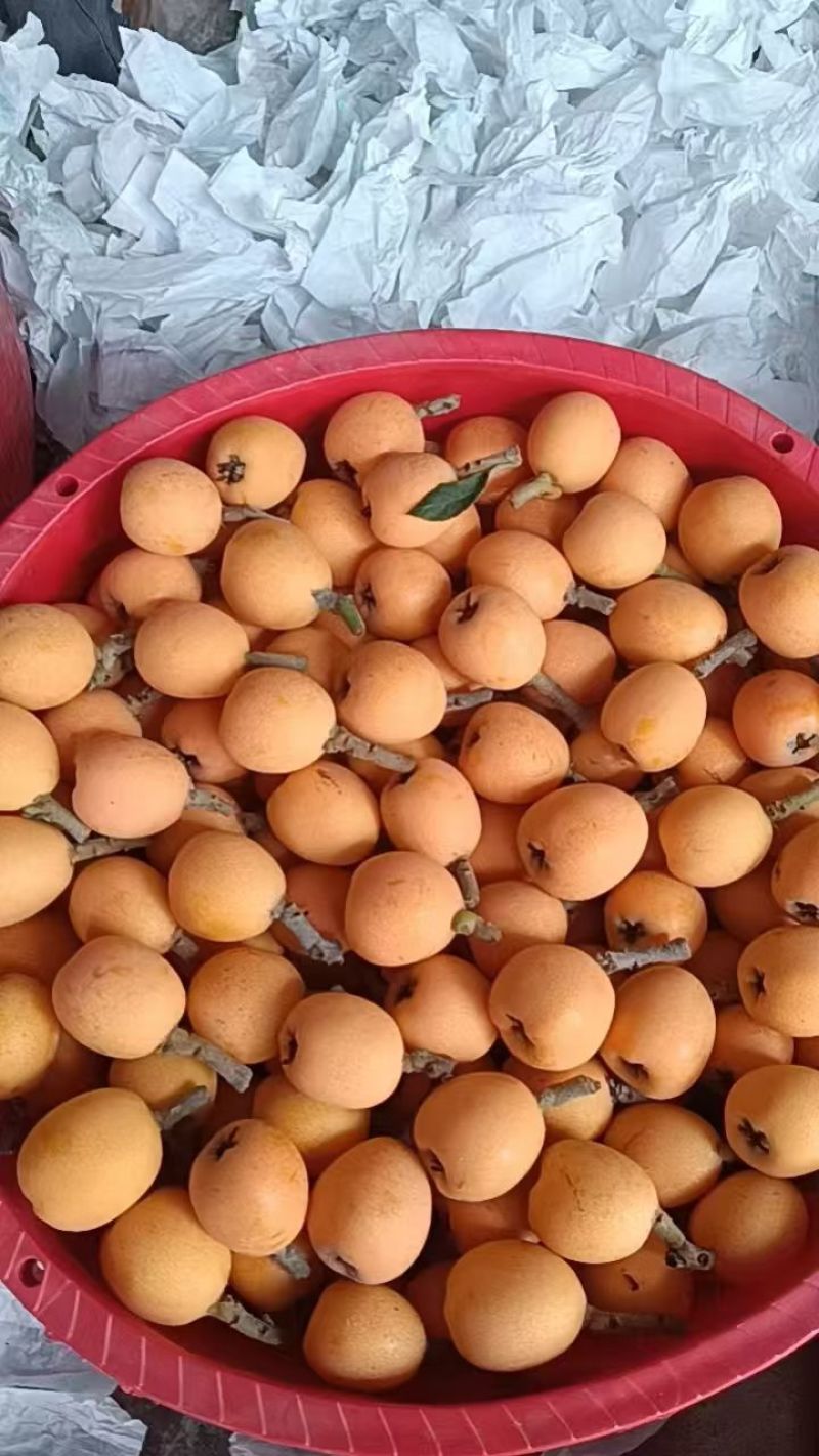 资阳枇杷大量上市