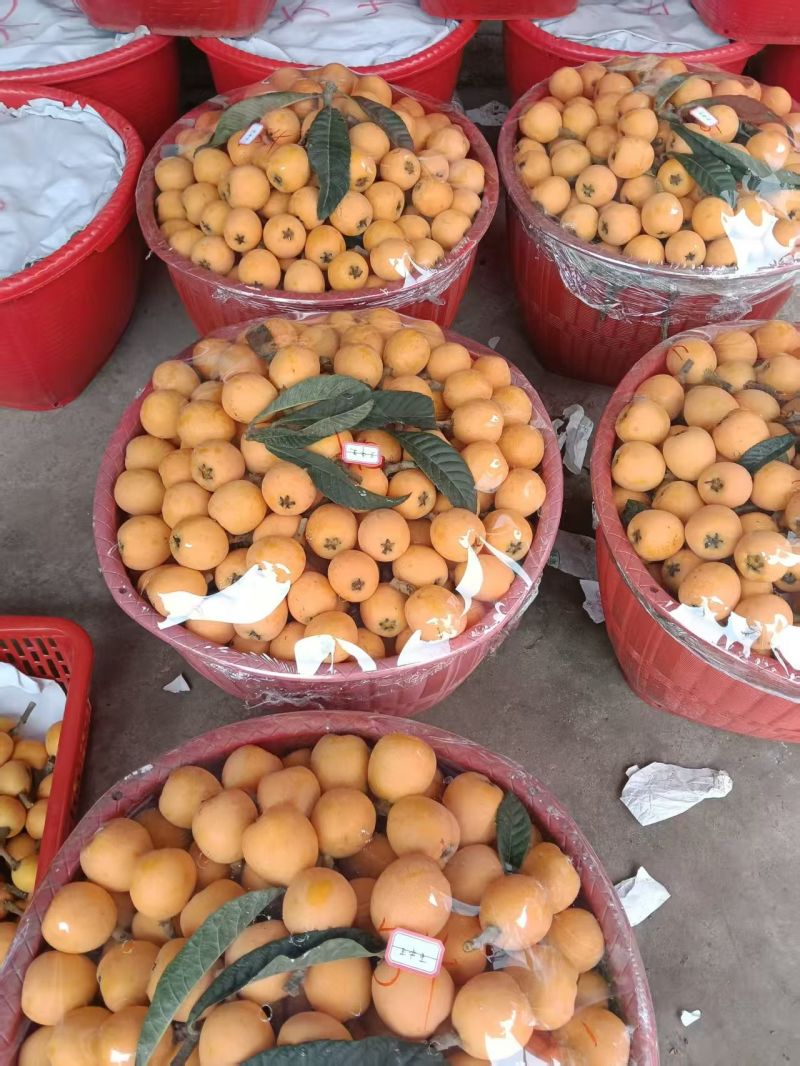 资阳枇杷大量上市